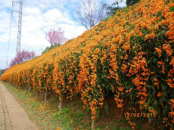 銅鑼鄉爆仗花：爆仗花迎新春˙銅鑼工業區好壯觀