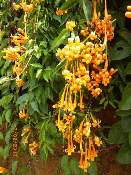 銅鑼鄉爆仗花：爆仗花迎新春˙銅鑼工業區好壯觀