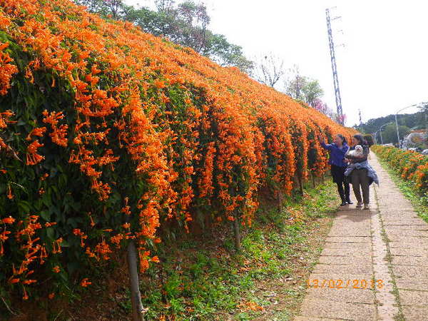 銅鑼鄉爆仗花：爆仗花迎新春˙銅鑼工業區好壯觀