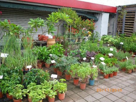 愛買花坊：鬧中取靜喝咖啡賞花情