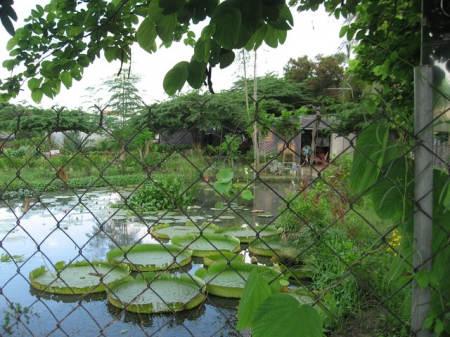 橋頭糖廠單車步道：十里單騎[橋頭糖廠]鄉間行