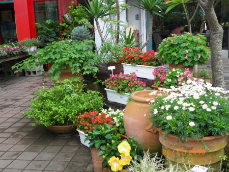 愛買花坊：鬧中取靜喝咖啡賞花情