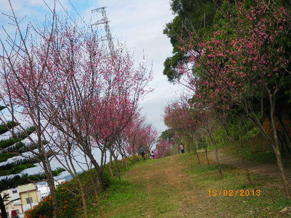 銅鑼鄉爆仗花：爆仗花迎新春˙銅鑼工業區好壯觀