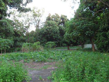 橋頭糖廠單車步道：十里單騎[橋頭糖廠]鄉間行