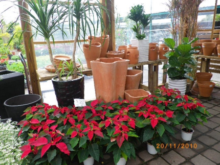 愛買花坊：鬧中取靜喝咖啡賞花情