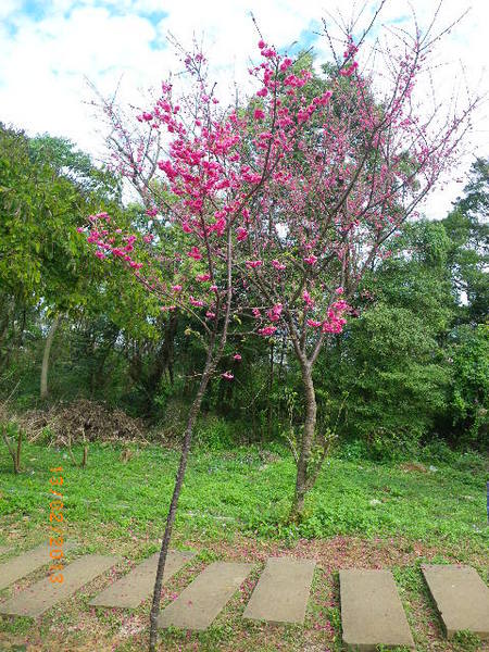 銅鑼鄉爆仗花：爆仗花迎新春˙銅鑼工業區好壯觀