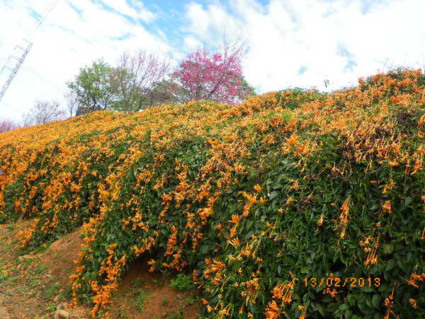銅鑼鄉爆仗花：爆仗花迎新春˙銅鑼工業區好壯觀