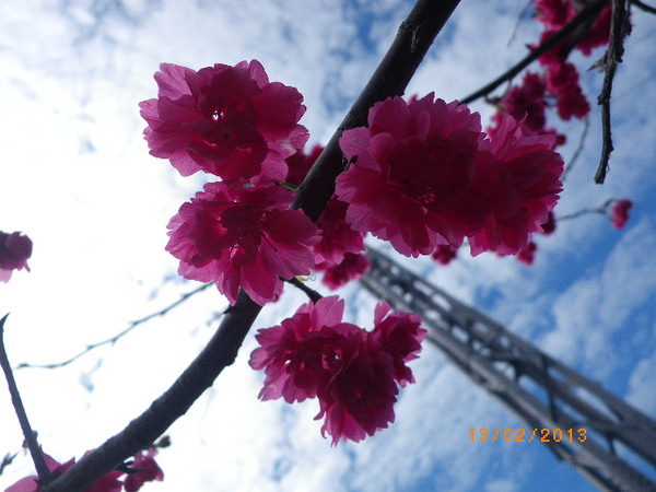 銅鑼鄉爆仗花：爆仗花迎新春˙銅鑼工業區好壯觀