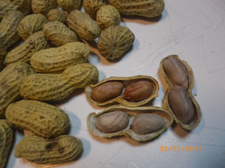 澎湖特產大蒜花生:香酥好嚼的蒜味花生