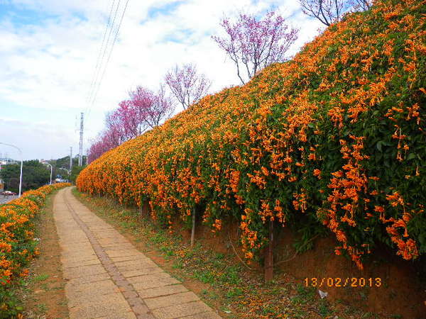 銅鑼鄉爆仗花：爆仗花迎新春˙銅鑼工業區好壯觀