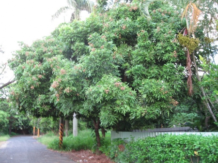 橋頭糖廠單車步道：十里單騎[橋頭糖廠]鄉間行