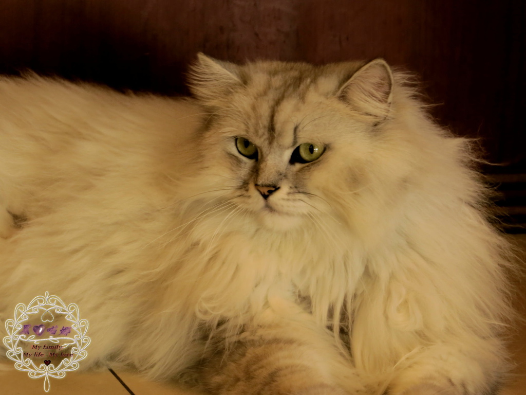 02店貓 寶寶-04.jpg