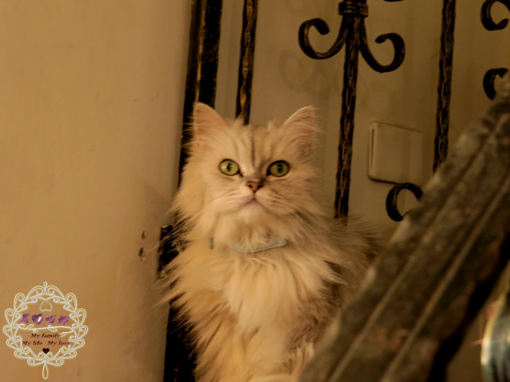 03店貓 MeiMei-03.jpg