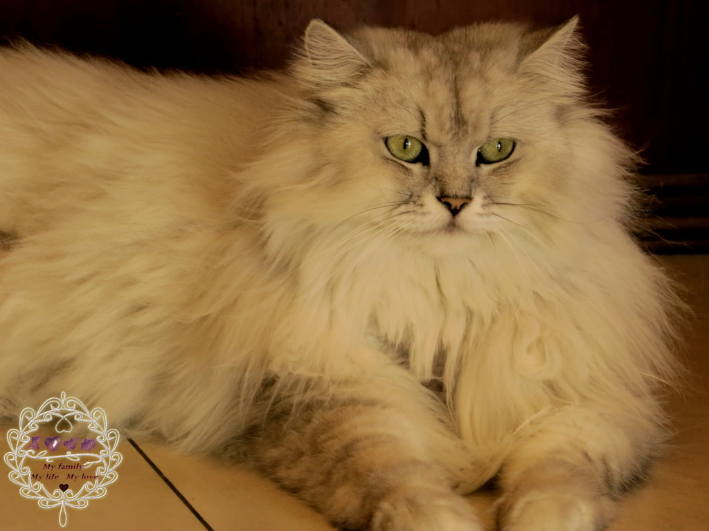 02店貓 寶寶-01.jpg