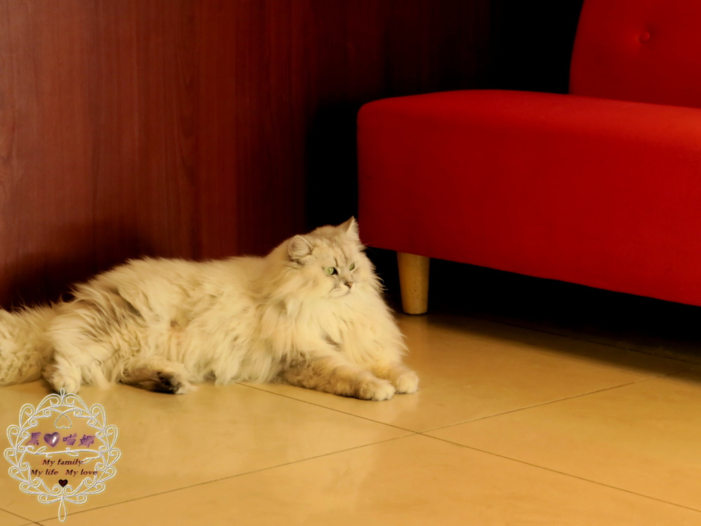 02店貓 寶寶-02.jpg