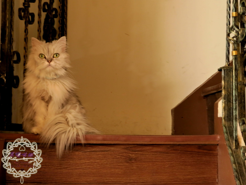 03店貓 MeiMei-02.jpg