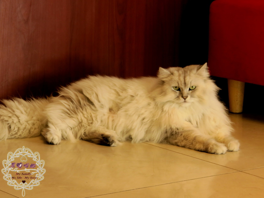 02店貓 寶寶-03.jpg