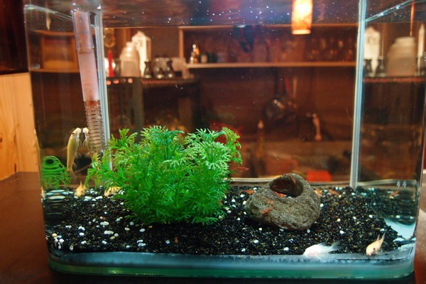 老地方：【台中東海】老地方－簡單樸素的居酒屋（？）