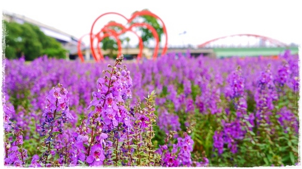 古亭河濱公園:【台北◍•ᴗ•◍情人節約會景點】景點・古亭河濱公園浪漫夜拍✯捷運公館站|婚紗造景主題公園,越夜越浪漫