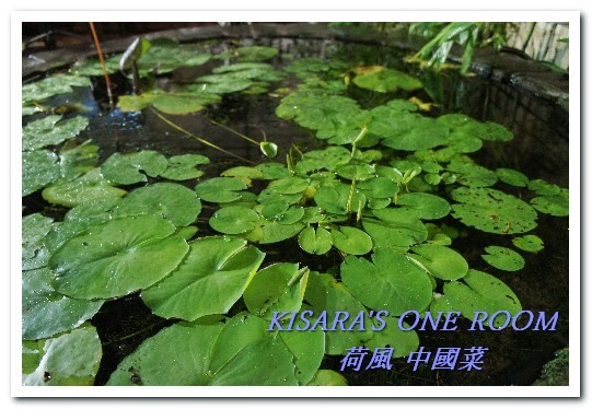 荷風中國菜(總店):中山國中中式料理.結合多樣菜式特色的家常菜──荷風中國菜