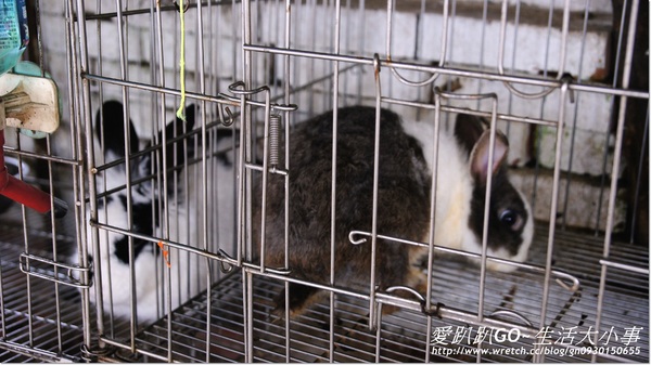 宜蘭可達羊場:【宜蘭/員山鄉】可達羊場