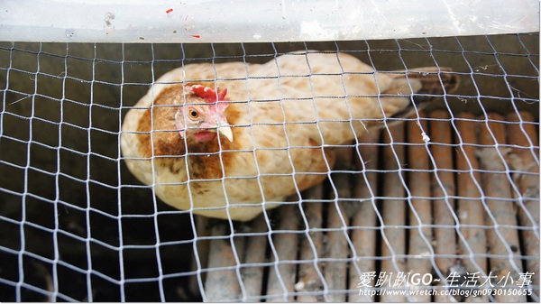 宜蘭可達羊場:【宜蘭/員山鄉】可達羊場