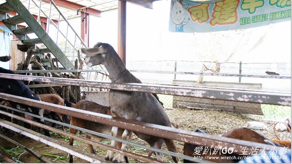 宜蘭可達羊場:【宜蘭/員山鄉】可達羊場