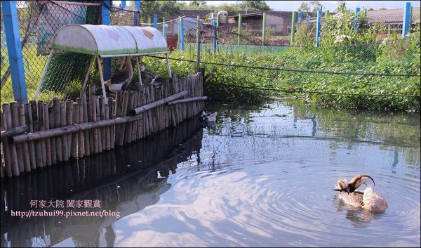 宜蘭可達羊場 23.JPG