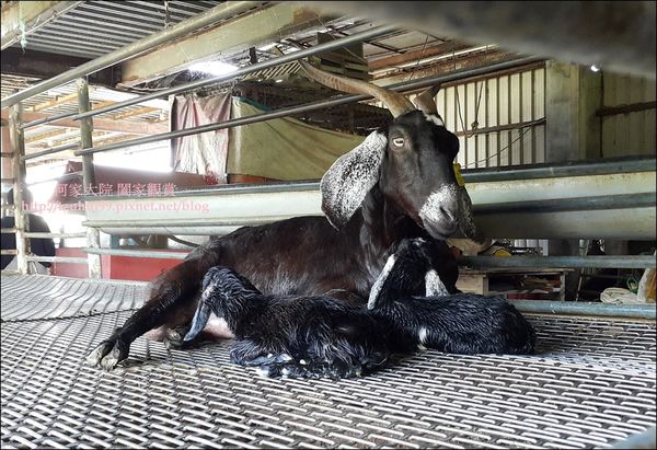 宜蘭可達羊場 28.jpg