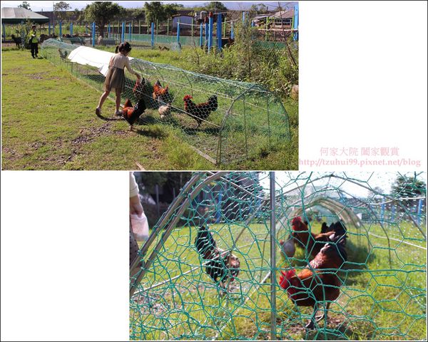 宜蘭可達羊場 24.jpg