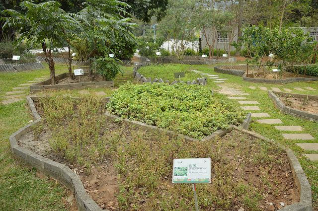 原生應用植物園06