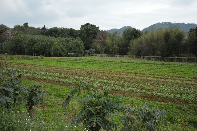 原生應用植物園30
