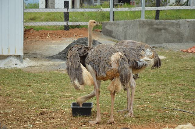 原生應用植物園29