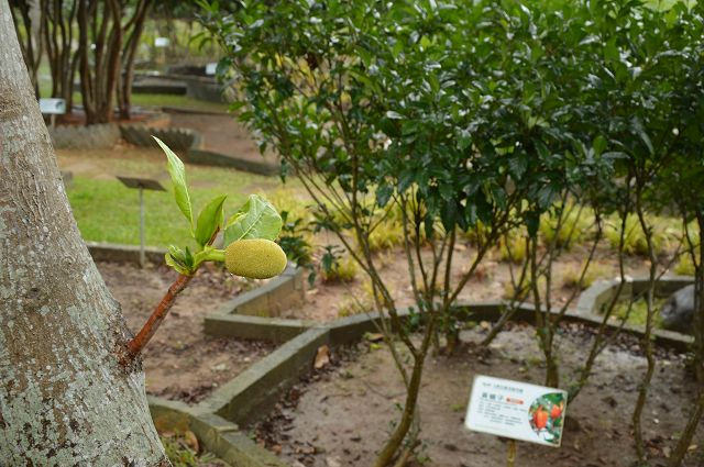 原生應用植物園23