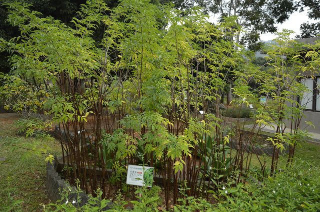 原生應用植物園25
