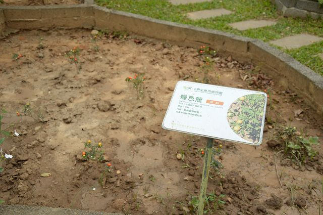 原生應用植物園09