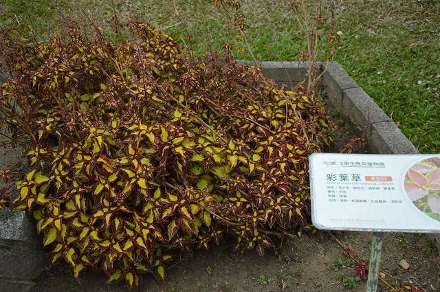原生應用植物園33