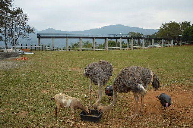 原生應用植物園27