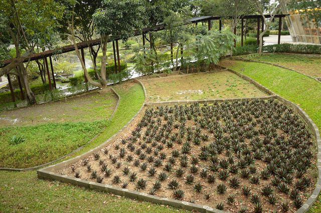 原生應用植物園03