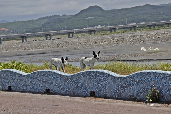 台東森林公園:【台東市區】夏季避暑勝地~溪中與魚水之歡之如夢似幻活水湖(台東森林公園內)