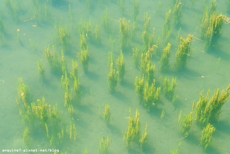 廖西瓜＠台東森林公園琵琶湖10