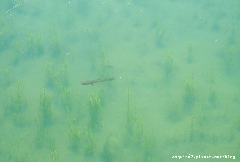 廖西瓜＠台東森林公園琵琶湖13