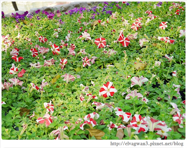 2014台南百花祭-31