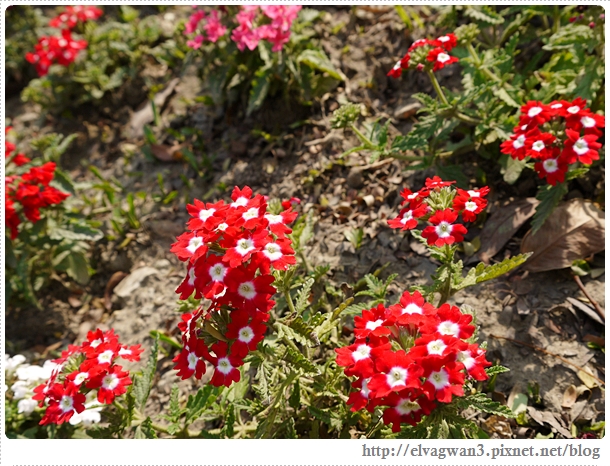 2014台南百花祭-14-2