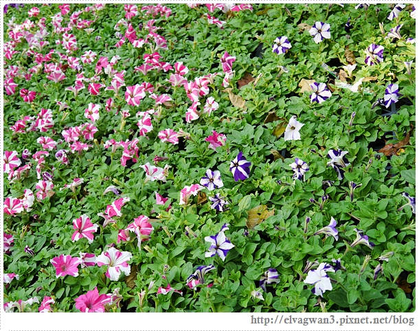 2014台南百花祭-30