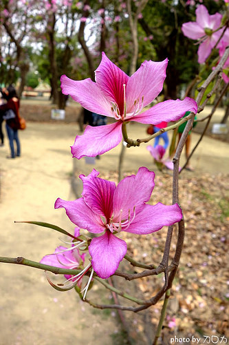 10-2_台南公園羊蹄甲
