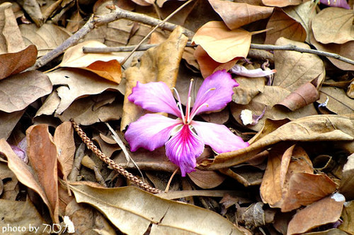 10_台南公園羊蹄甲