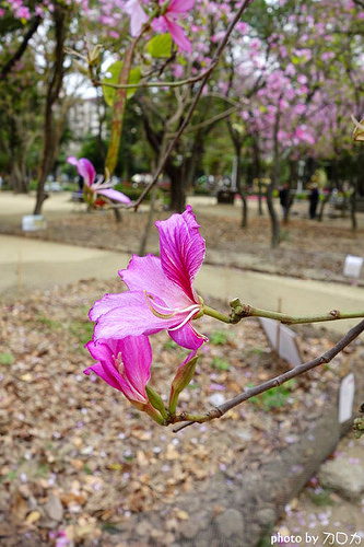 10-3_台南公園羊蹄甲