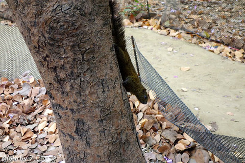 13_台南公園羊蹄甲