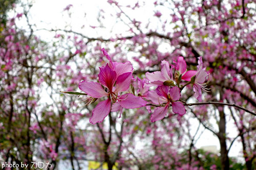 21_台南公園羊蹄甲